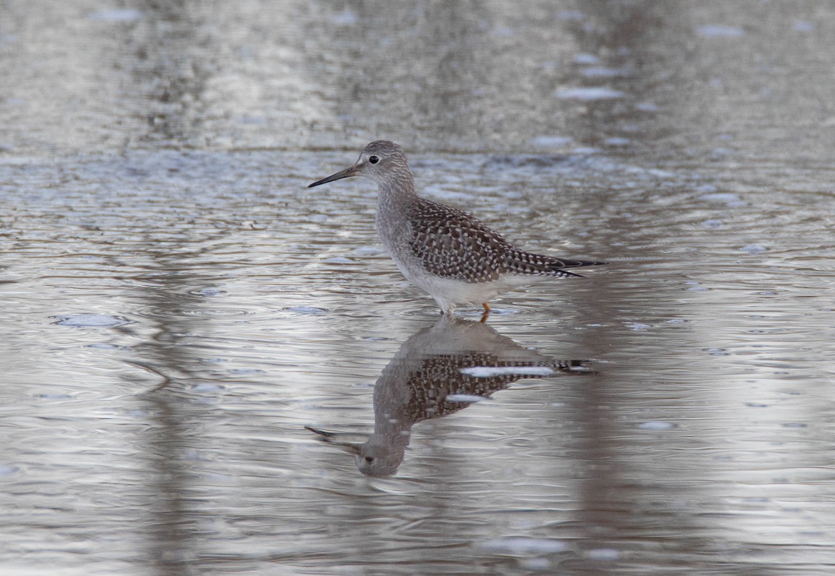 Lesser Yellowlegs - ML641889807