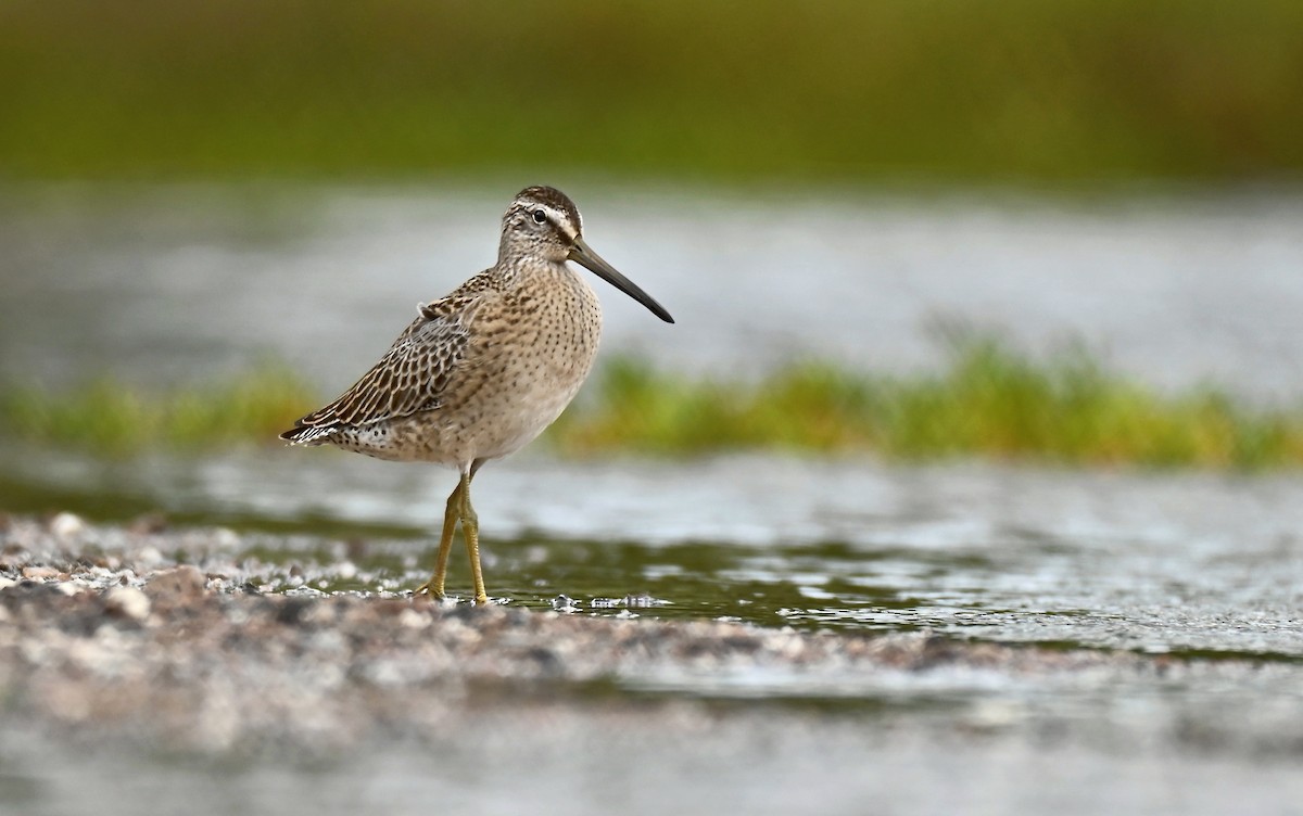 Short-billed Dowitcher - ML641889810