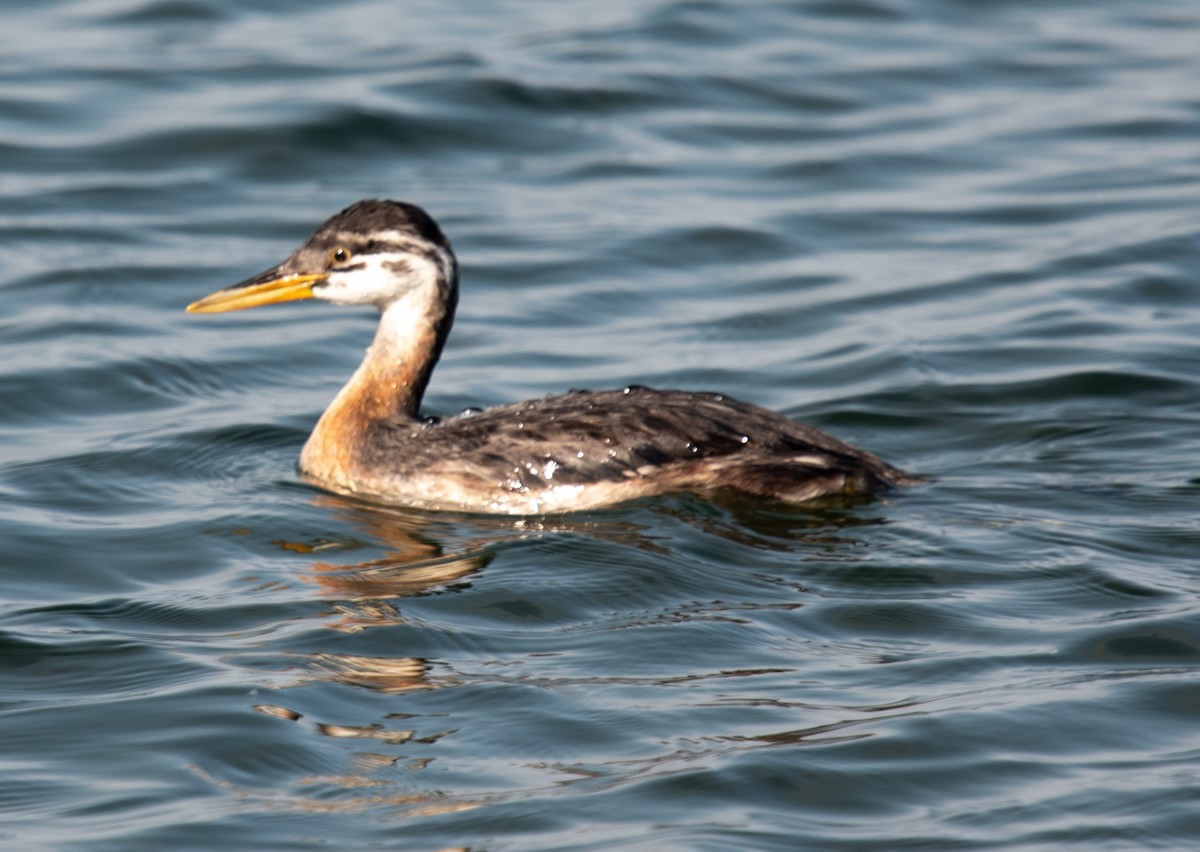 Red-necked Grebe - ML641889817