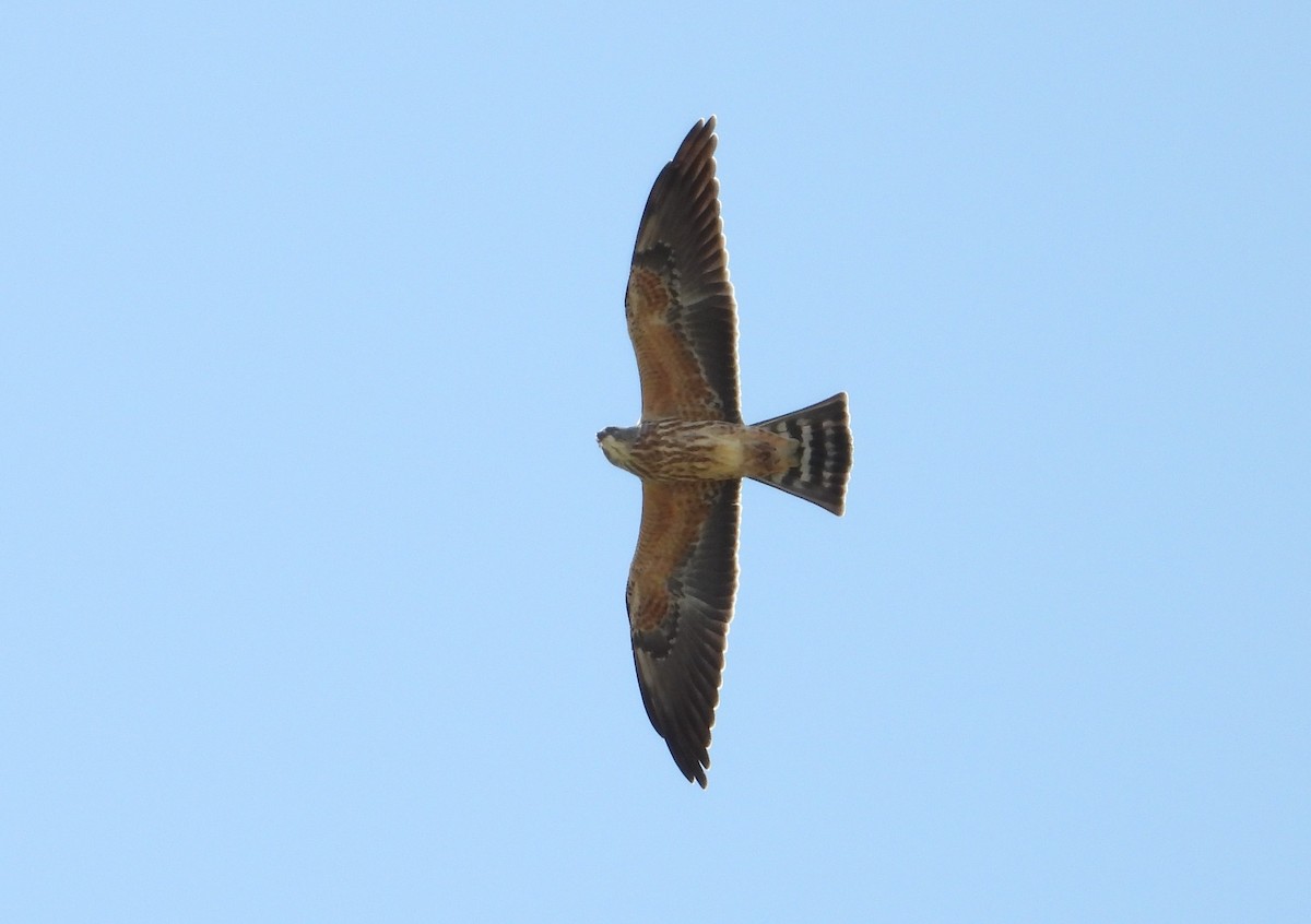 Mississippi Kite - ML641889840