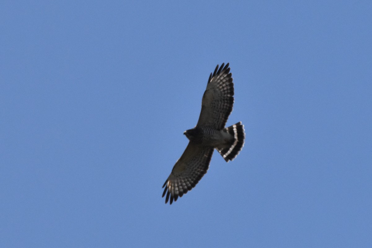 Broad-winged Hawk - ML641889862