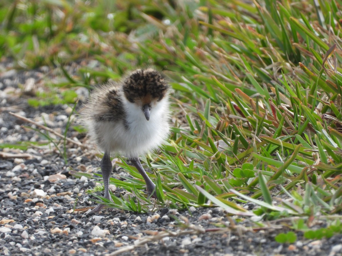 Masked Lapwing (Black-shouldered) - ML641889872