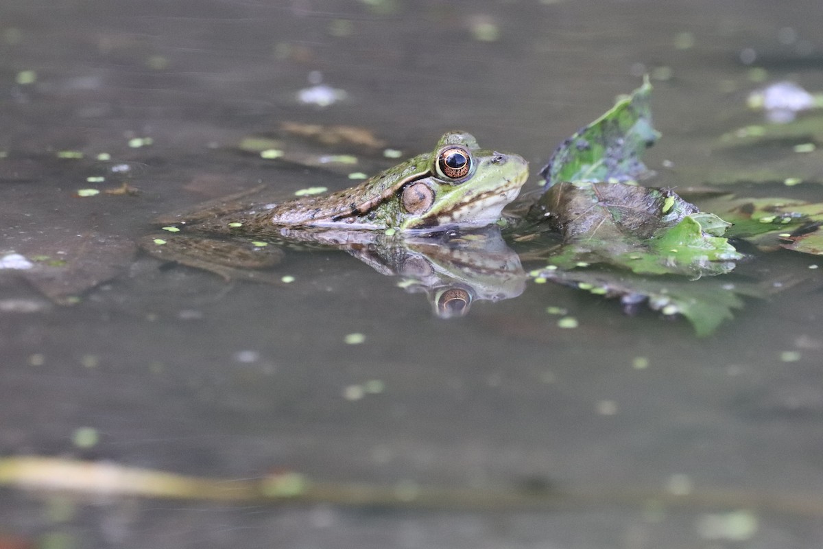 Green Frog - ML641889896