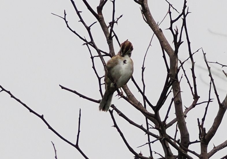 Lark Sparrow - ML641889921