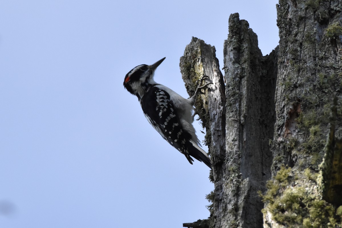 Hairy Woodpecker - ML641889922
