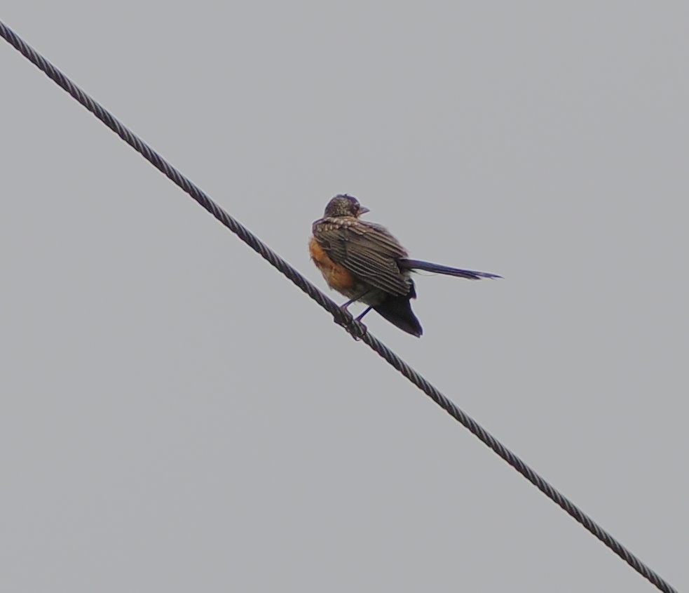 American Robin - ML641889937