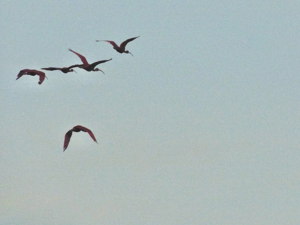Ibis rouge - ML641889946