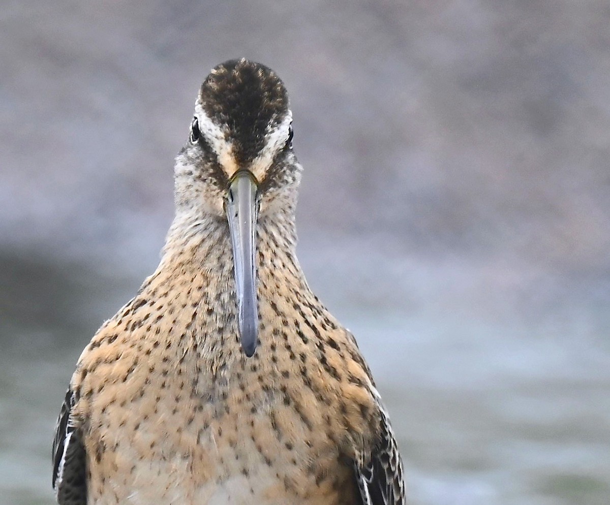 Short-billed Dowitcher - ML641889952
