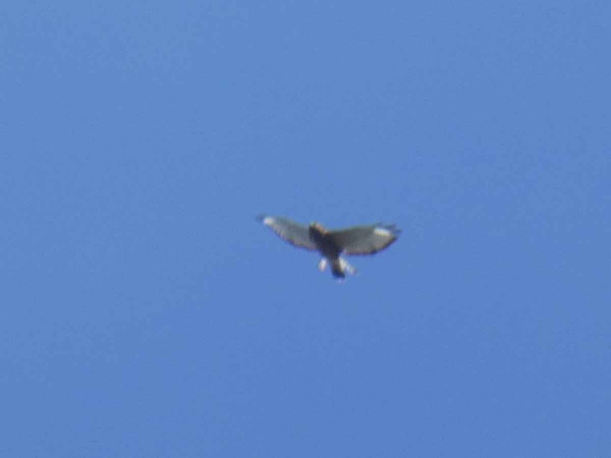 Buteo sp. - ML641889965