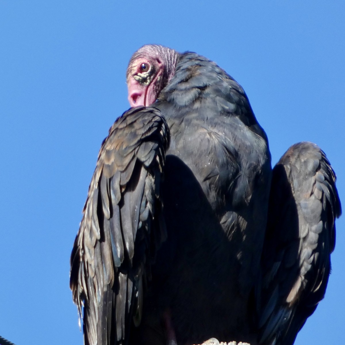 Turkey Vulture - ML641889975