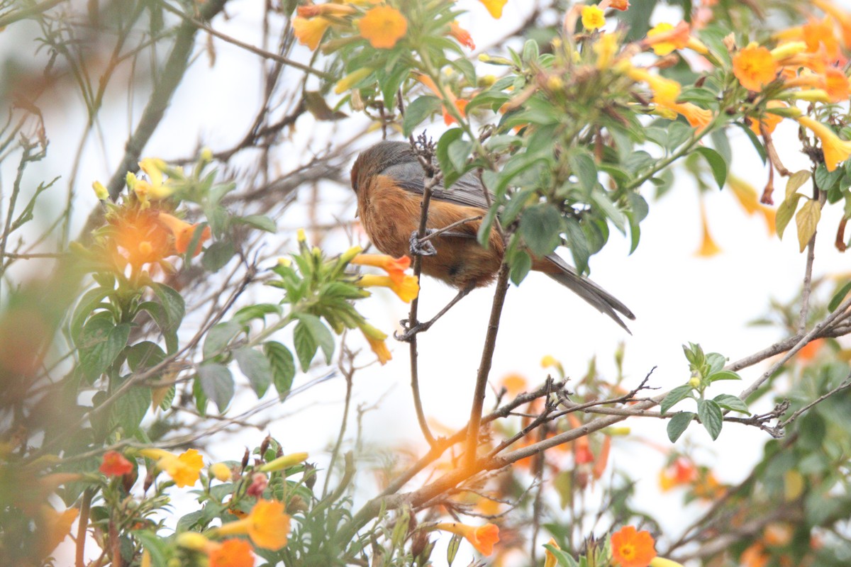 Rufous-browed Conebill - ML641889981