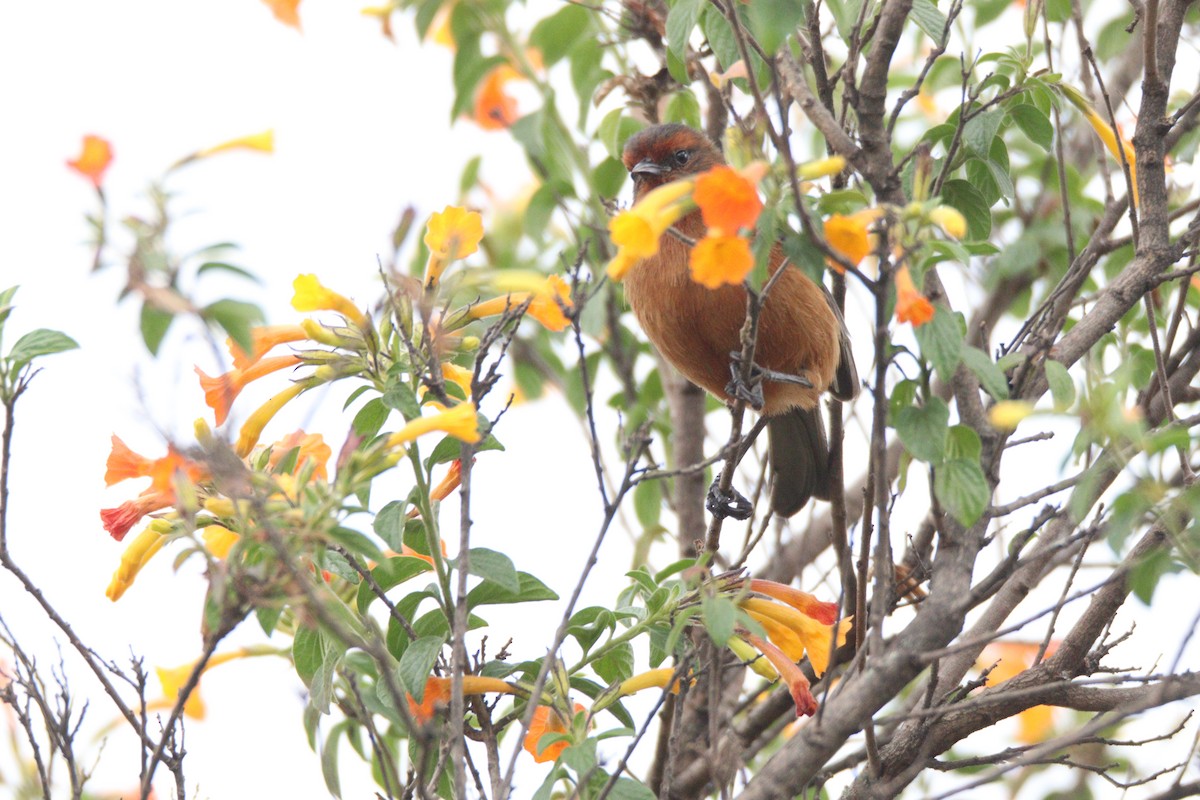 Rufous-browed Conebill - ML641889982