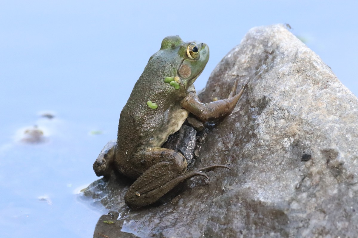 American Bullfrog - ML641889987