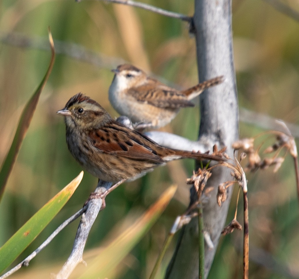 Swamp Sparrow - ML641889995