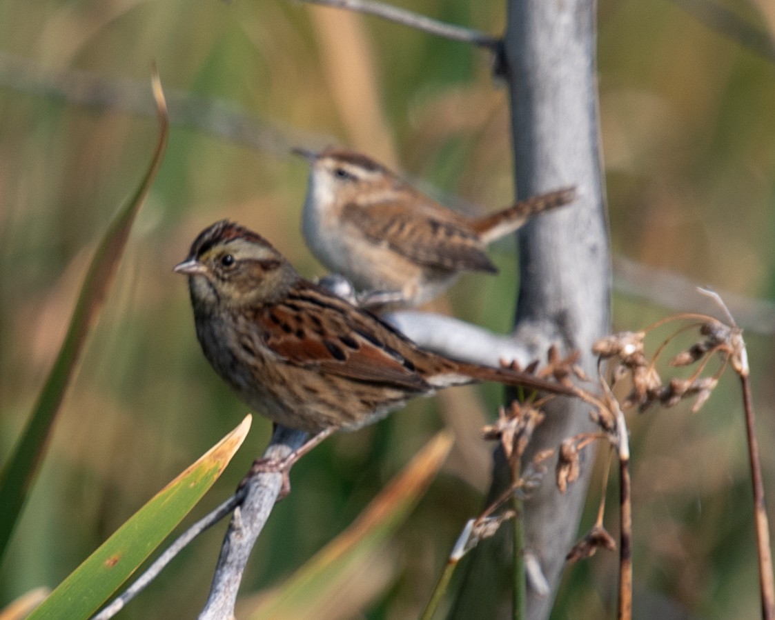 Swamp Sparrow - ML641889996
