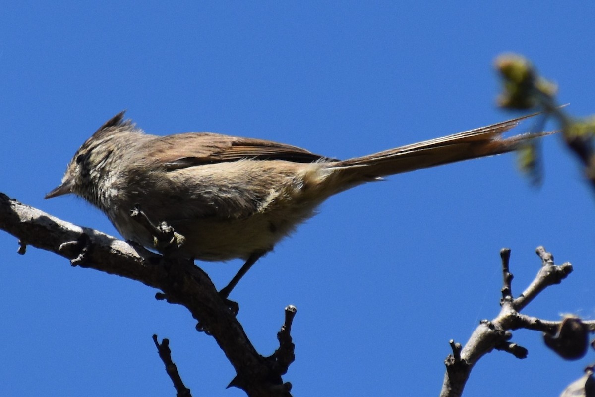 Tijeral Copetón - ML641890018