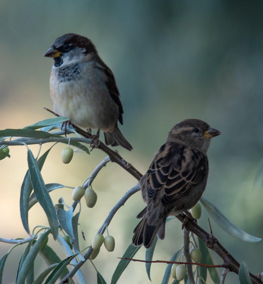 House Sparrow - ML641890022