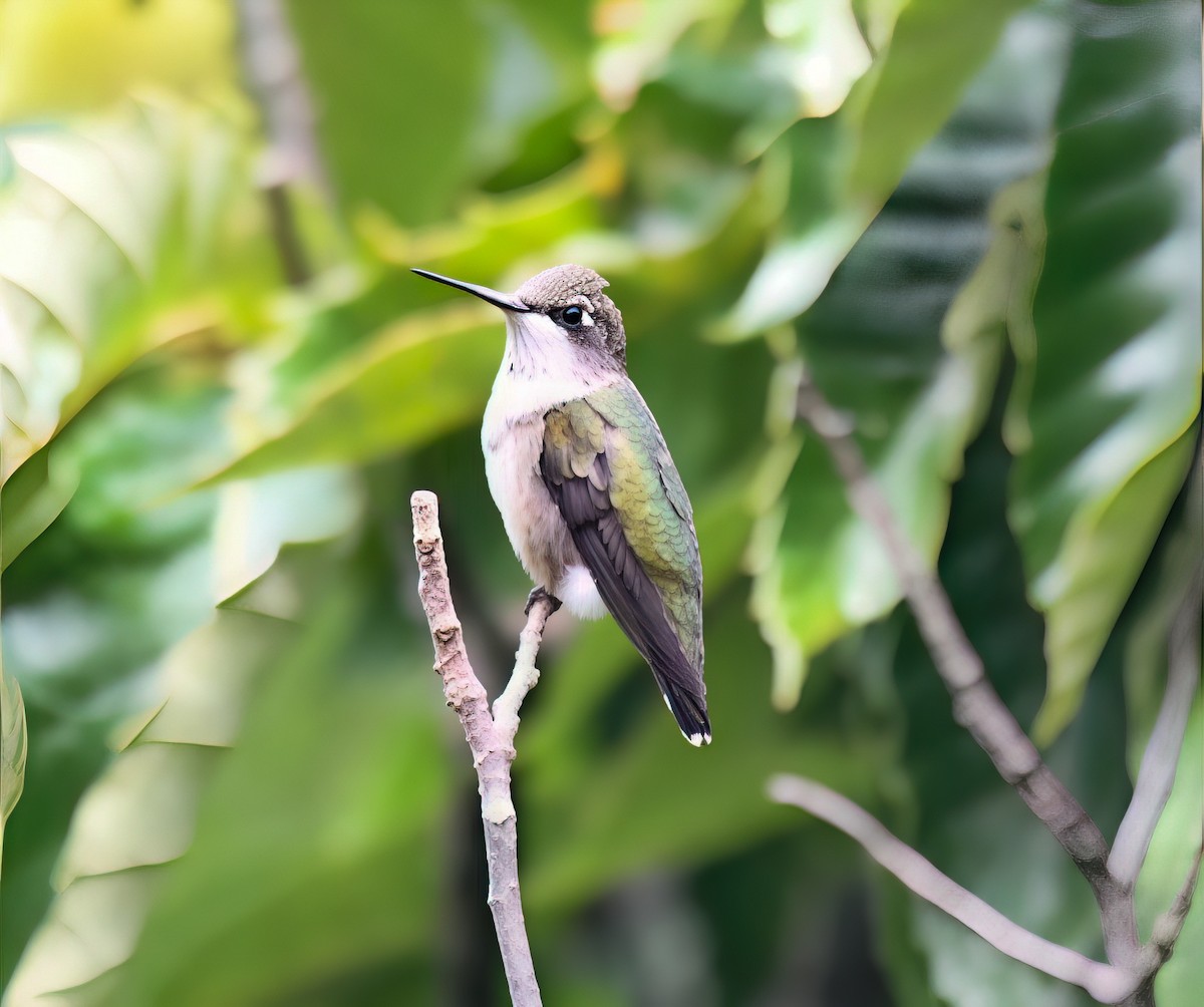 Ruby-throated Hummingbird - ML641890025