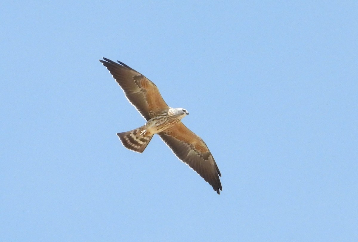 Mississippi Kite - ML641890049