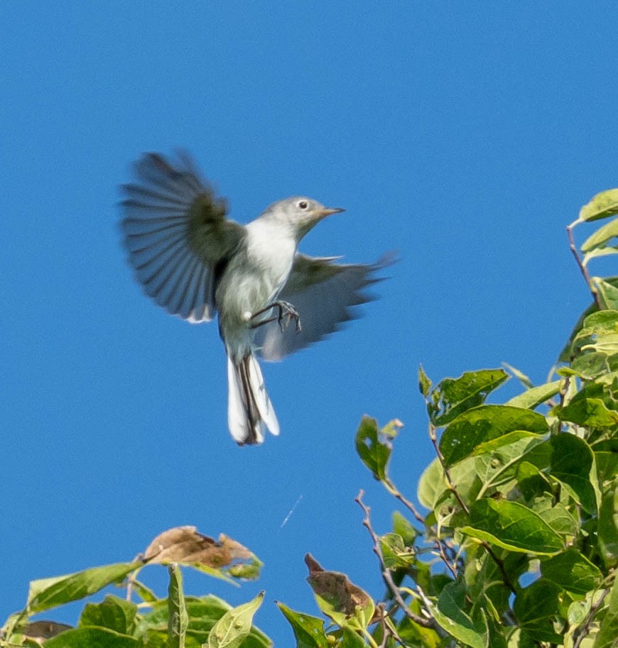 Blue-gray Gnatcatcher - ML641890051