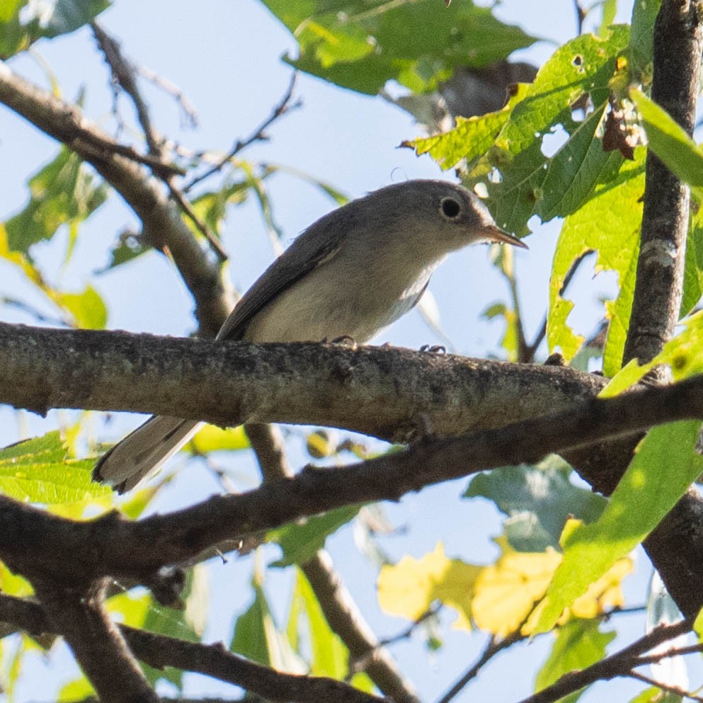 Blue-gray Gnatcatcher - ML641890052