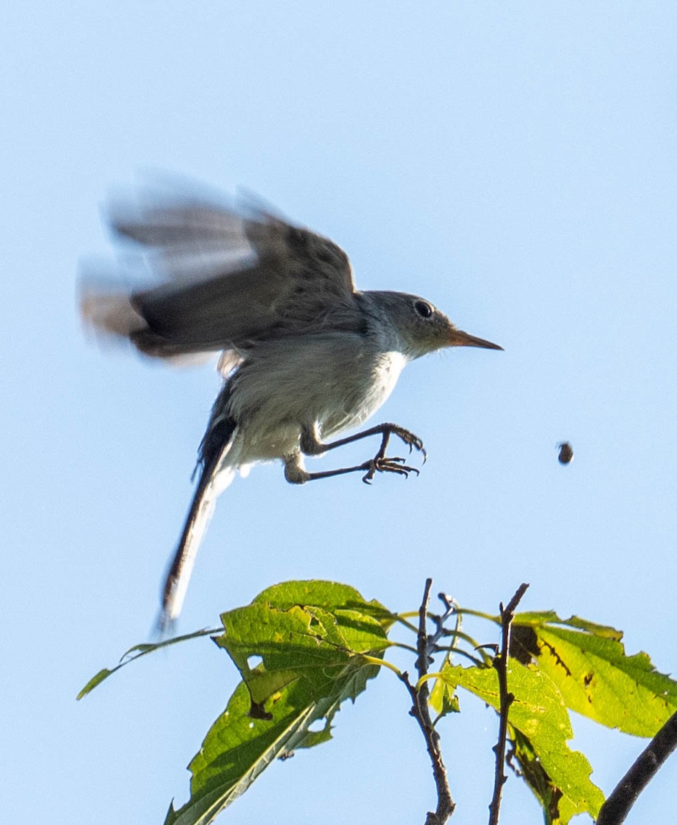 Blue-gray Gnatcatcher - ML641890053