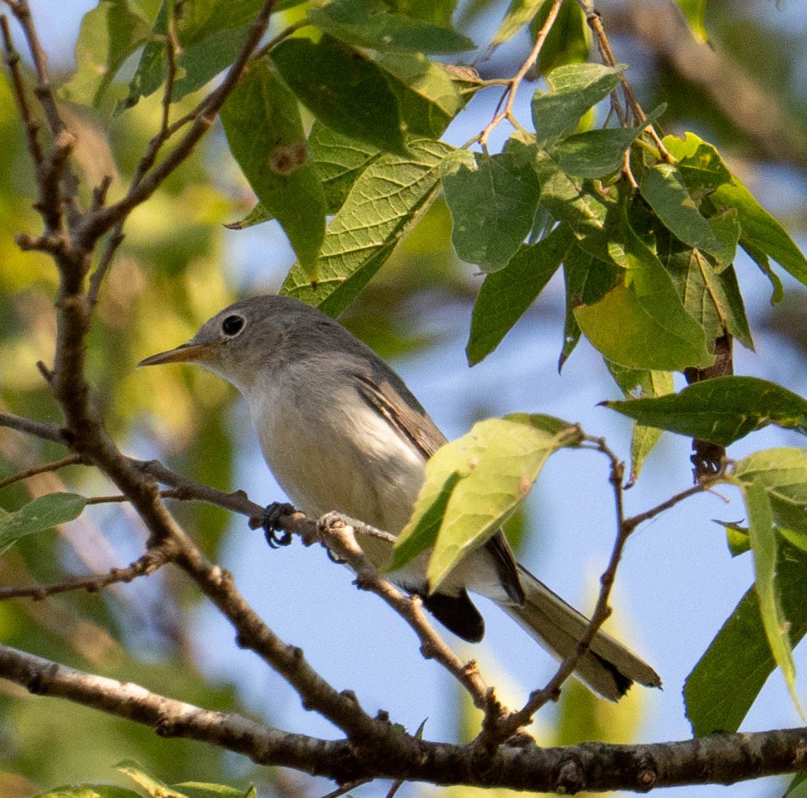 Blue-gray Gnatcatcher - ML641890054