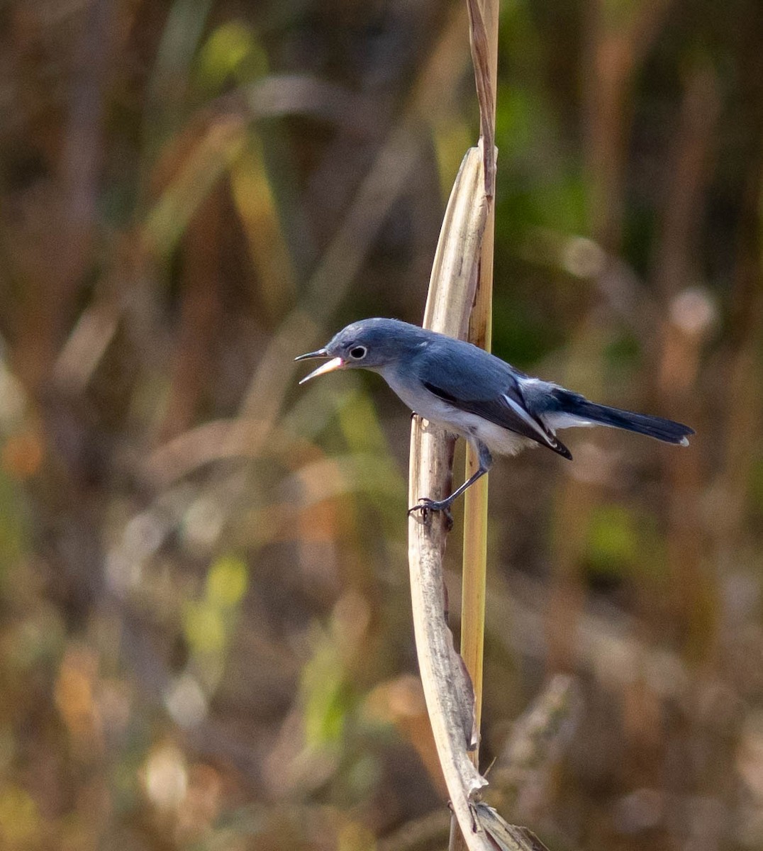 Blue-gray Gnatcatcher - ML641890055
