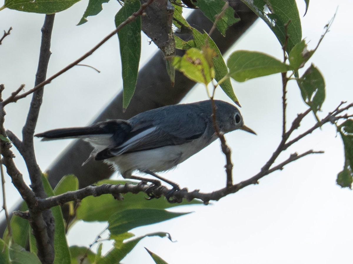 Blue-gray Gnatcatcher - ML641890057