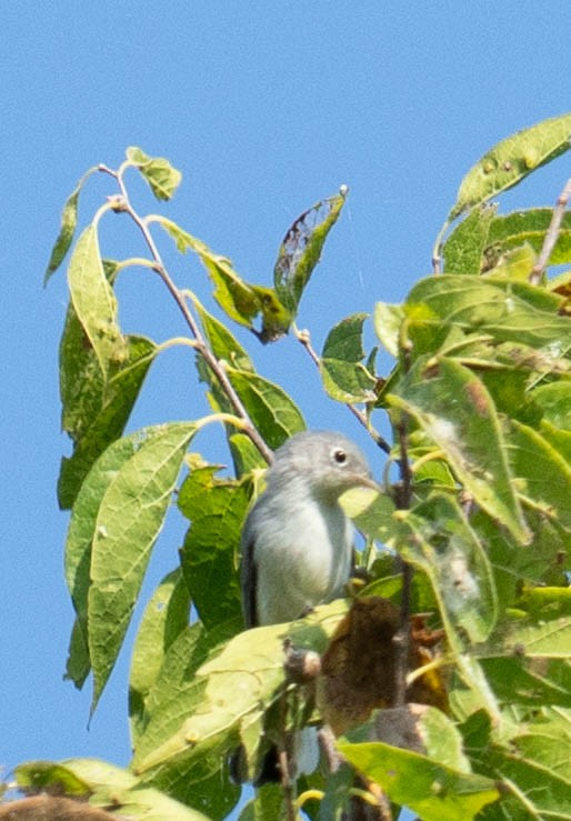 Blue-gray Gnatcatcher - ML641890058