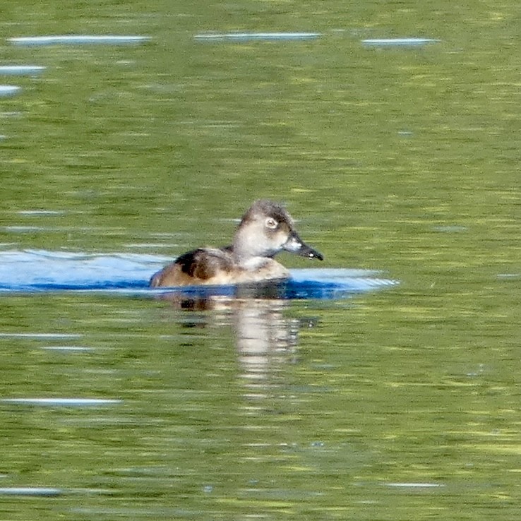 Ring-necked Duck - ML641890086