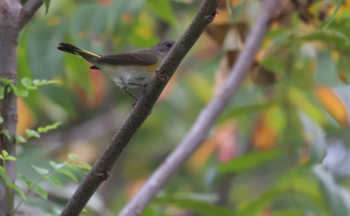 American Redstart - ML641890087