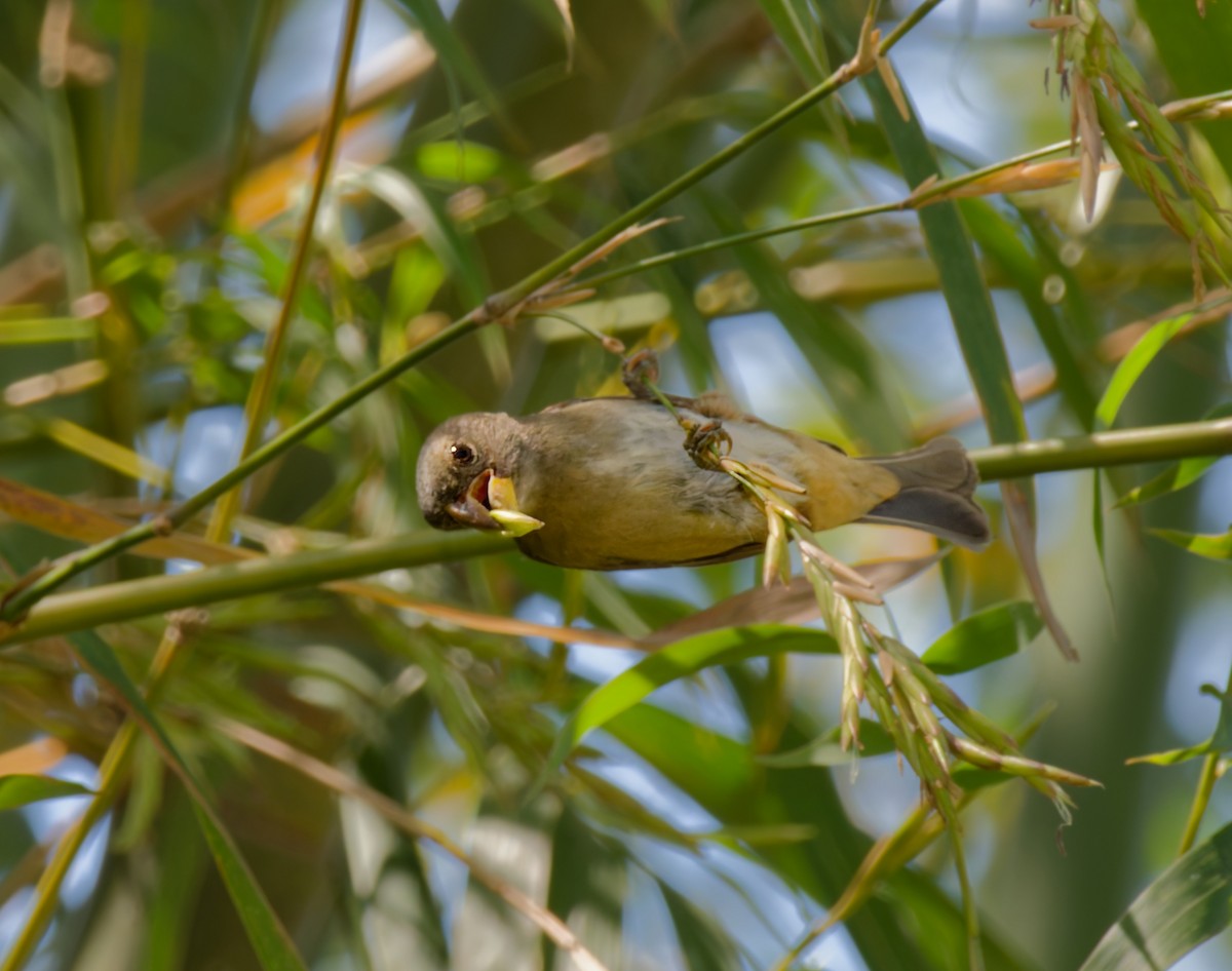 Temminck's Seedeater - ML641890107
