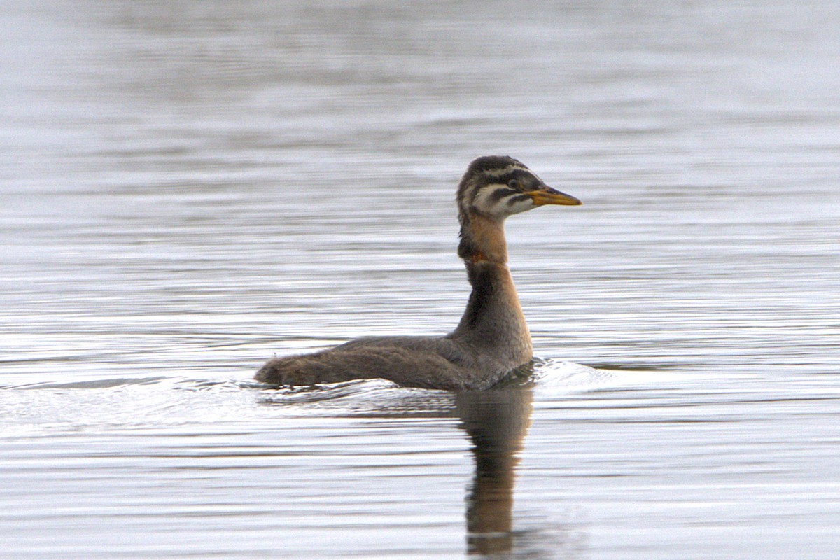 Red-necked Grebe - ML641890115