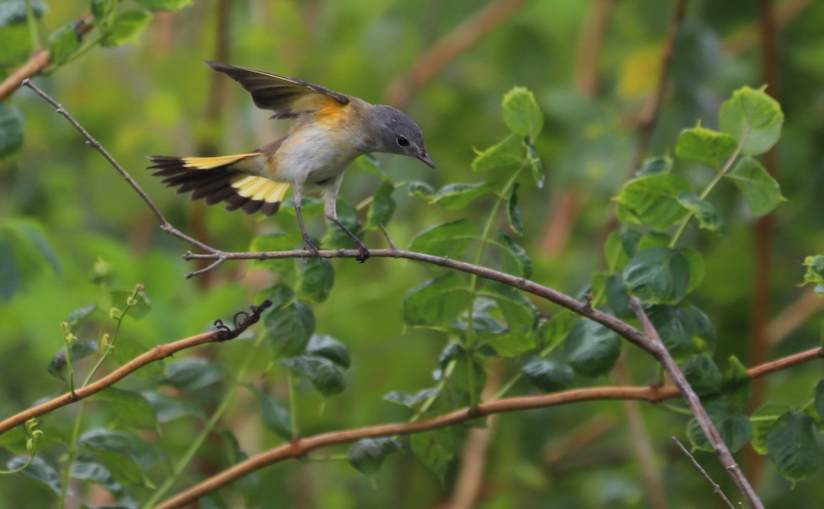 American Redstart - ML641890116