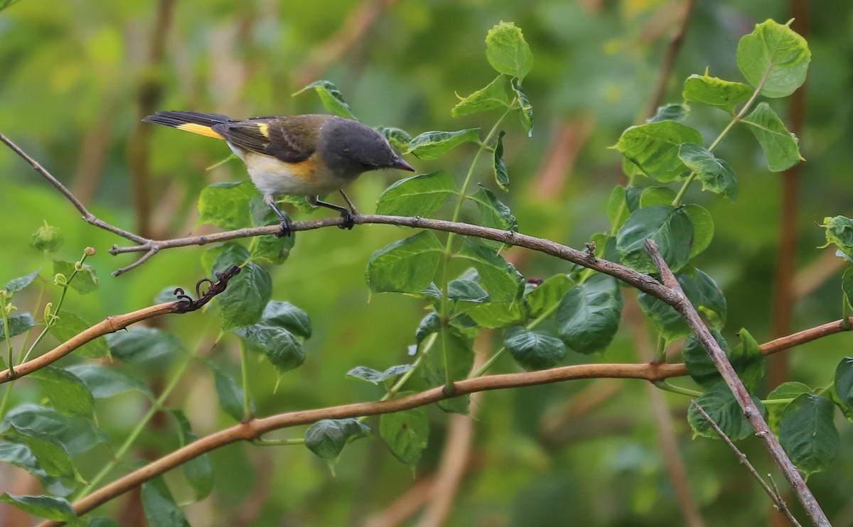 American Redstart - ML641890121