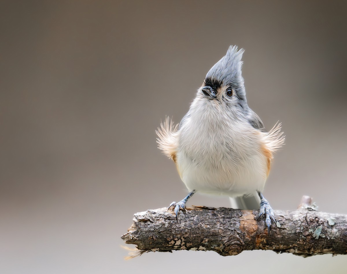 Tufted Titmouse - ML641890122