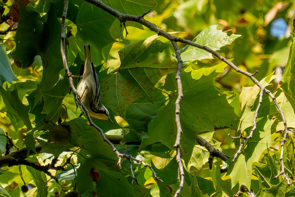 Yellow-throated Warbler - ML641890124