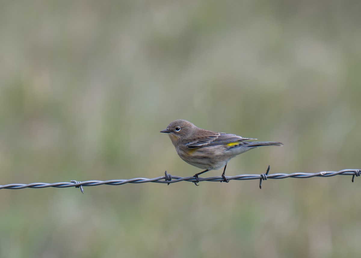 Yellow-rumped Warbler - ML641890133