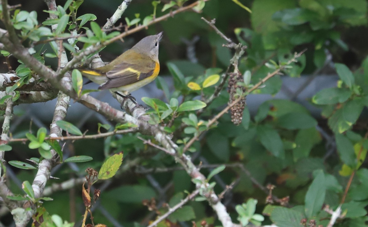 American Redstart - ML641890135