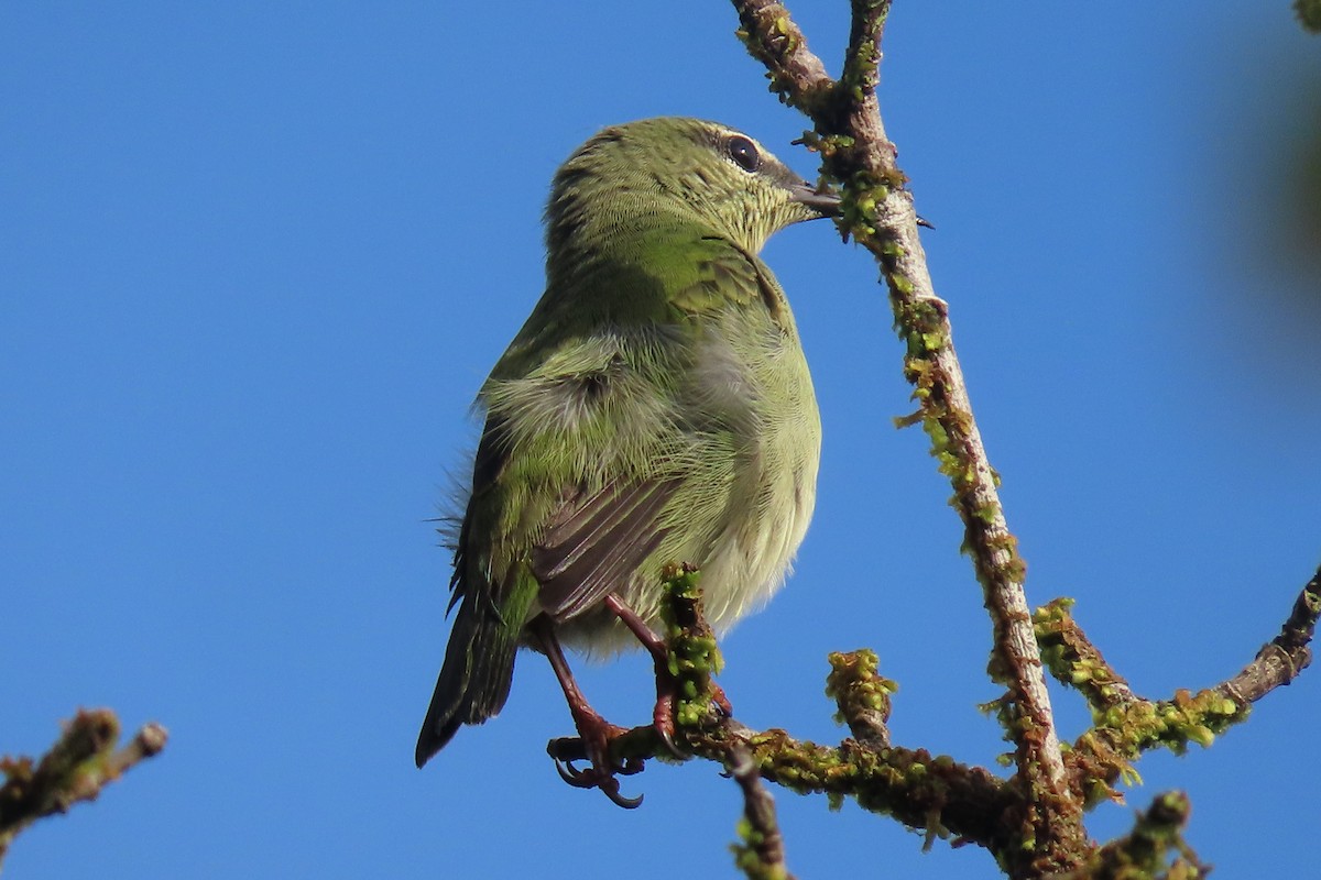 Red-legged Honeycreeper - ML641890137