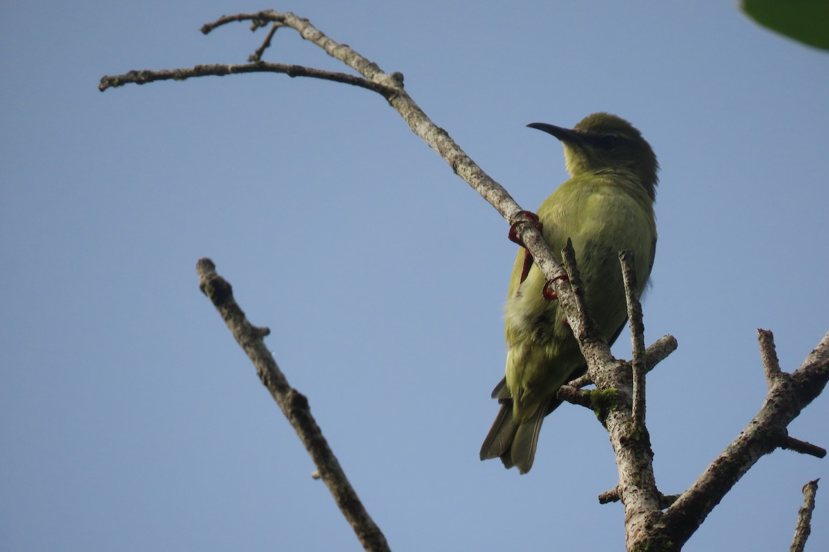 Red-legged Honeycreeper - ML641890138