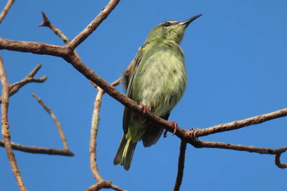 Red-legged Honeycreeper - ML641890139