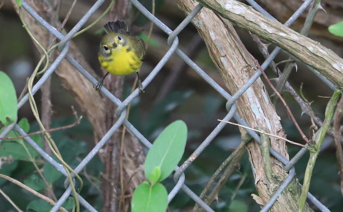 Prairie Warbler - ML641890150