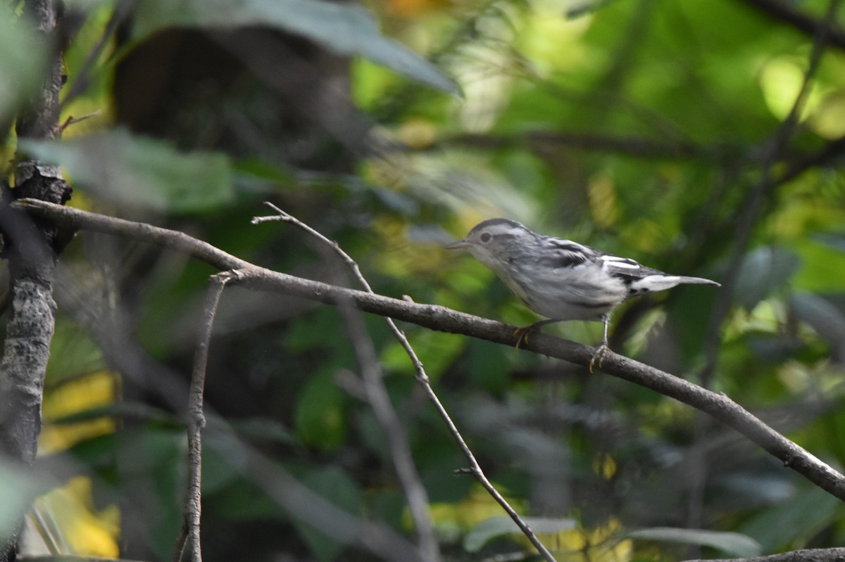 Black-and-white Warbler - ML641890170