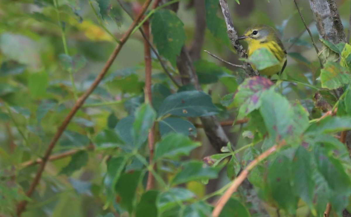 Prairie Warbler - ML641890176