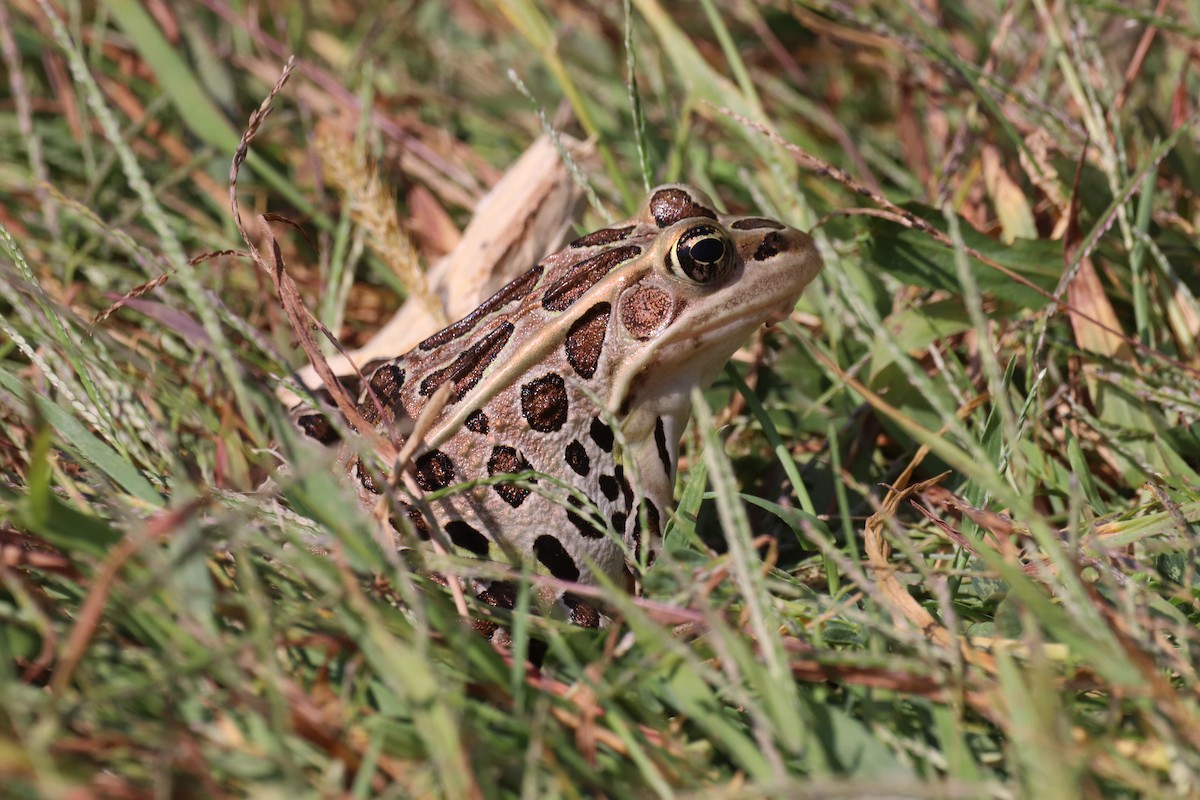 Northern Leopard Frog - ML641890177