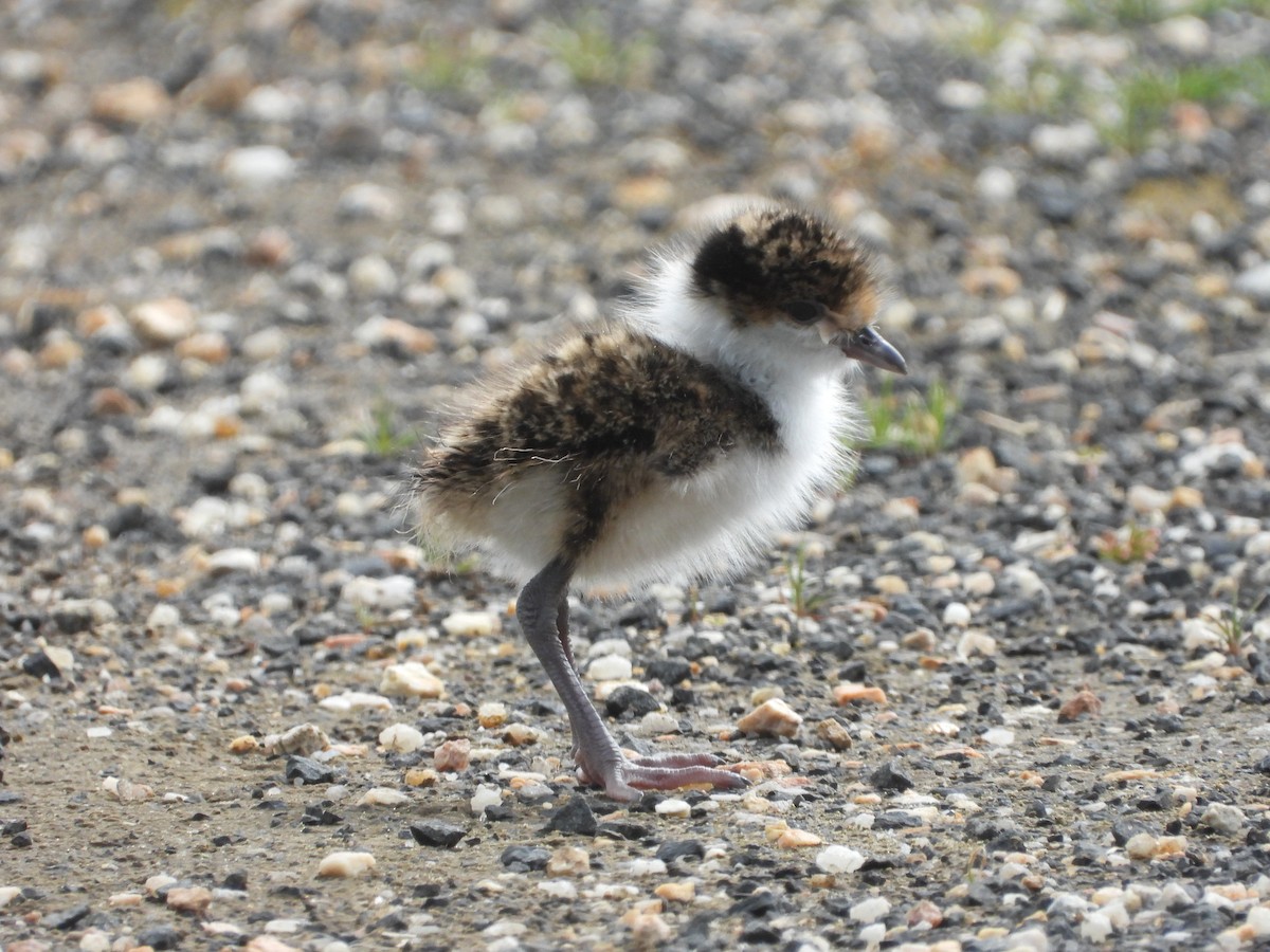 Masked Lapwing (Black-shouldered) - ML641890178