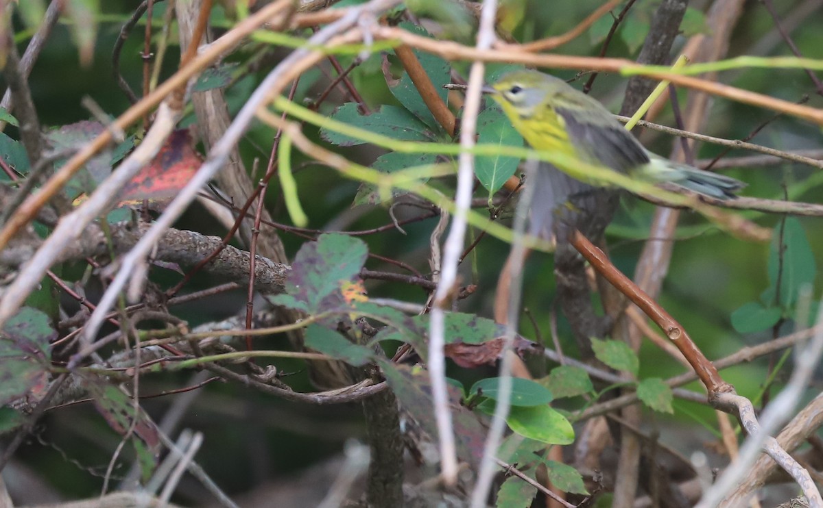 Prairie Warbler - ML641890181