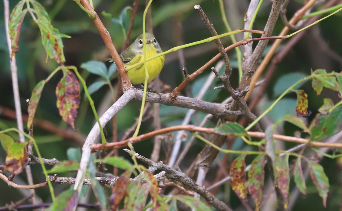 Prairie Warbler - ML641890182